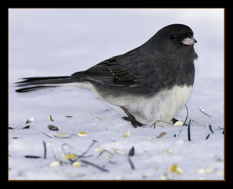 Boothbay's True Snowbird Record